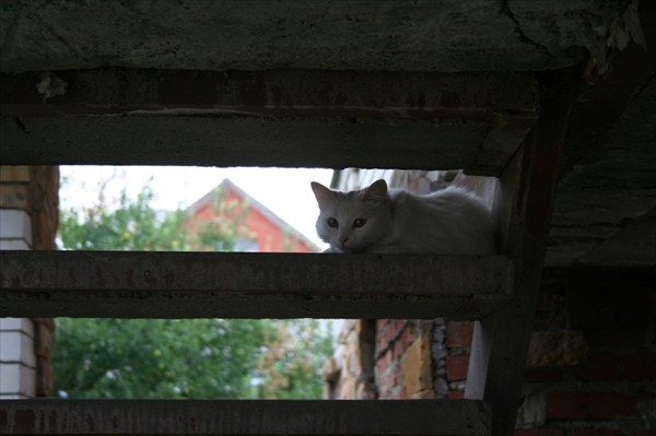 Кот из Лабинска